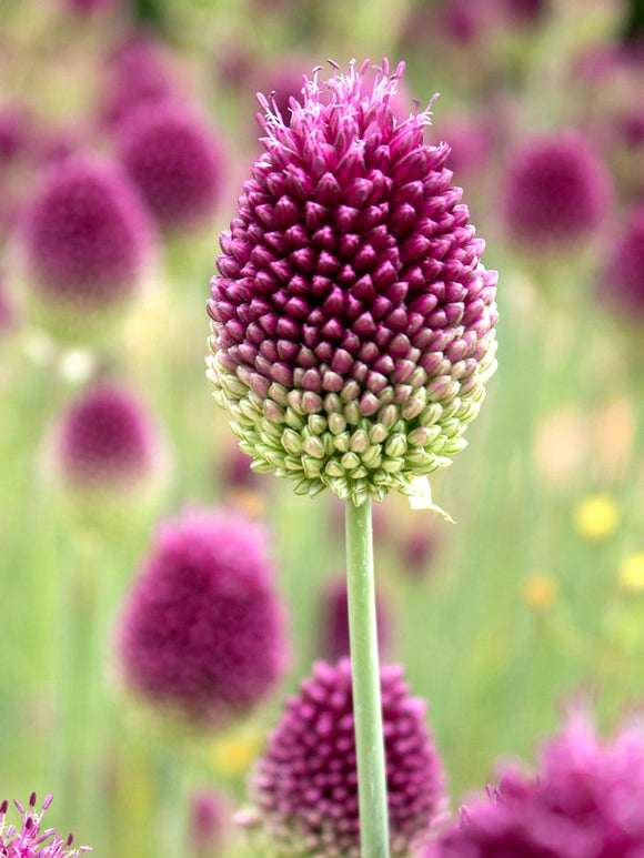 Drumsticks Alliums - Purple and Green Sphaerocephalon