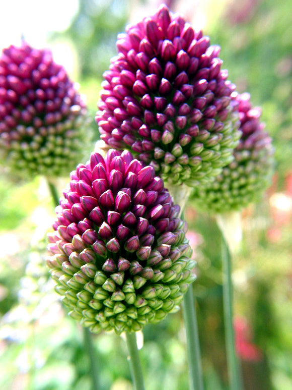 Allium Drumstick - Sphaerocephalon Ornamental Onion
