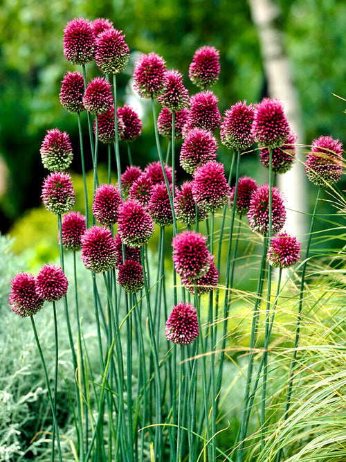 Allium Sphaerocephalon - The Drumstick Allium