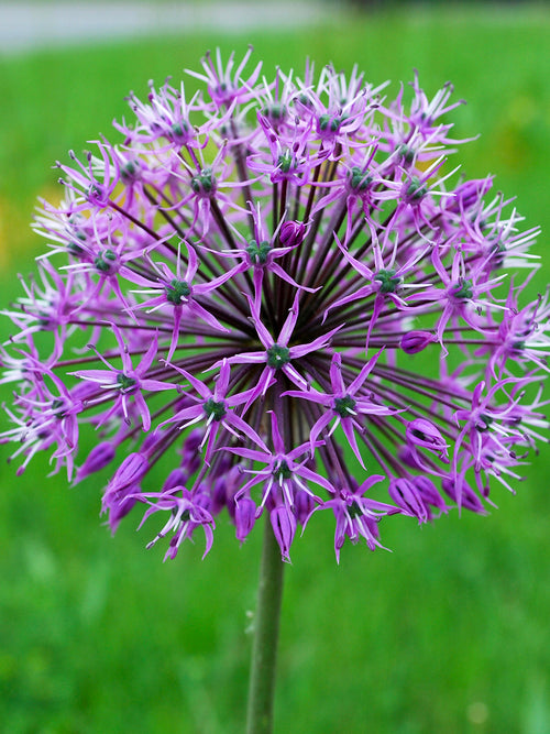 Buy Allium Stipitatum Glory of Pamir Flower Bulbs
