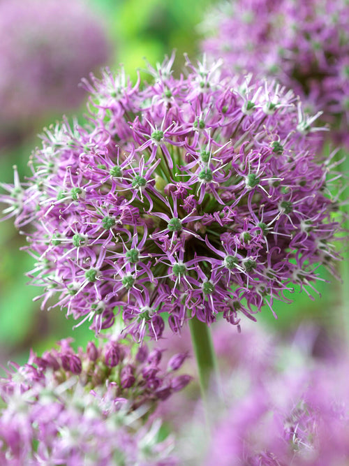 Allium Stipitatum Glory of Pamir, Allium bulbs for delivery to UK in autumn