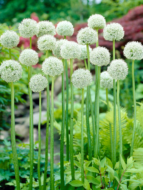 Allium ‘White Giant’ with large white globe flowers in a late spring border