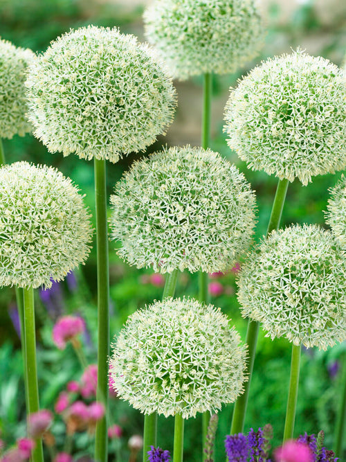 Close-up of the white star-shaped flowers of Allium ‘White Giant’