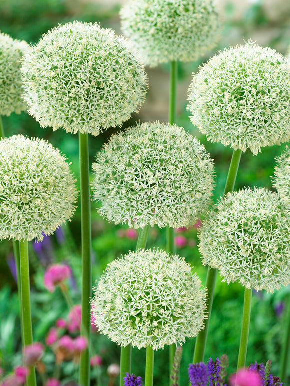 Close-up of the white star-shaped flowers of Allium ‘White Giant’