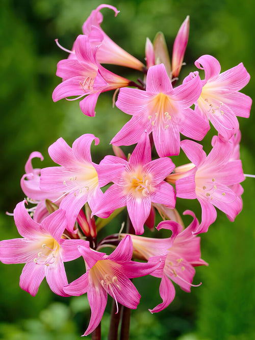 Amaryllis Belladonna (Naked lady) Bulbs