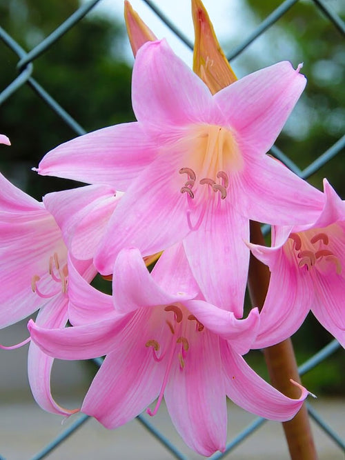 Amaryllis Belladonna (Naked lady) Flower Bulbs