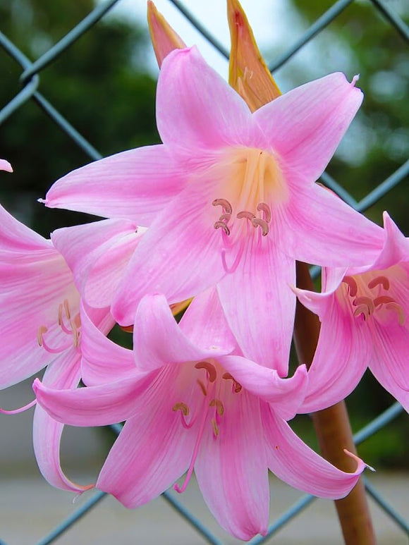 Amaryllis Belladonna (Naked lady) Flower Bulbs