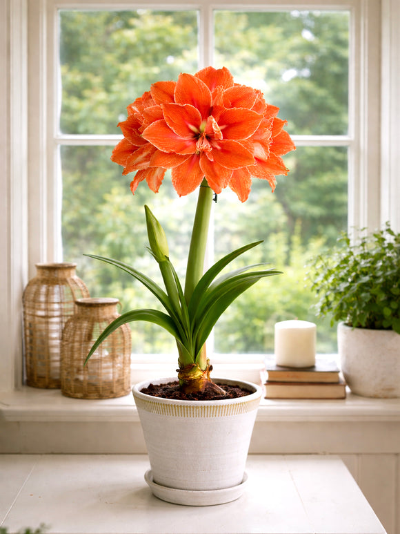 Jumbo Double Amaryllis Double Minerva with layered double flowers