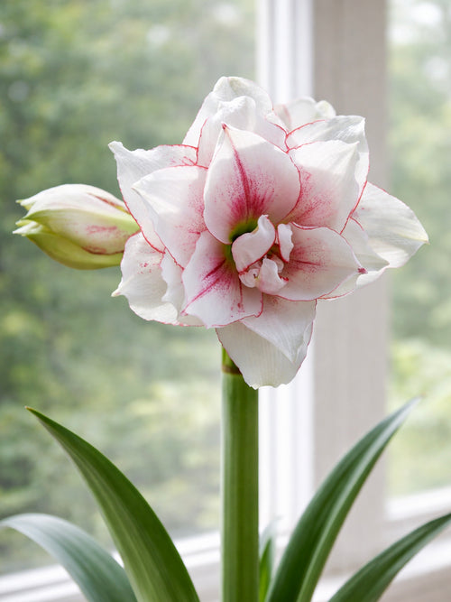 Close-up of Amaryllis Elvas showing pink-red edging