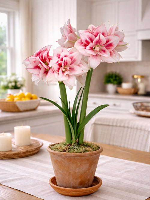 Elegant Amaryllis Elvas with full double blooms