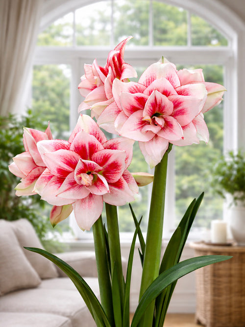 Jumbo Double Amaryllis Elvas with layered white flowers