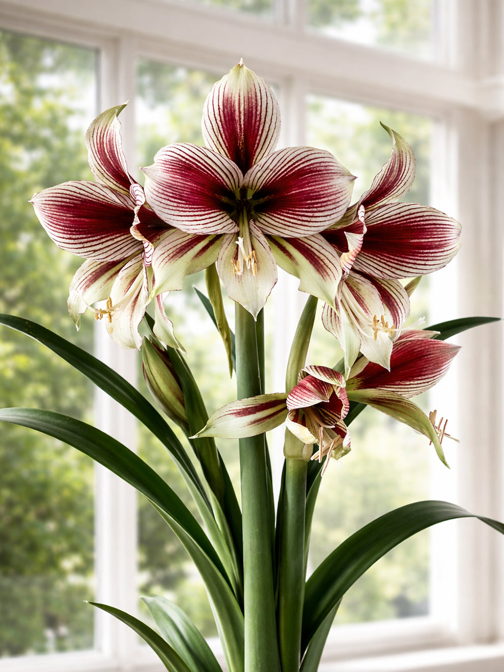 indoor plant bulbs uk Jumbo Amaryllis Papilio