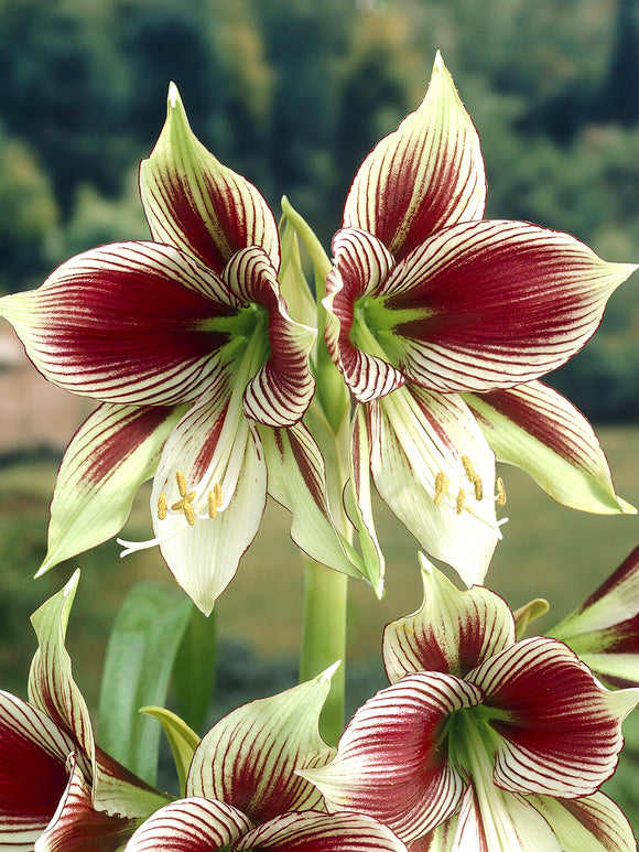 Jumbo Amaryllis Papilio blooming with ivory petals and dark veining