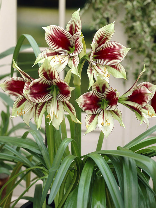 Indoor Jumbo Amaryllis Papilio