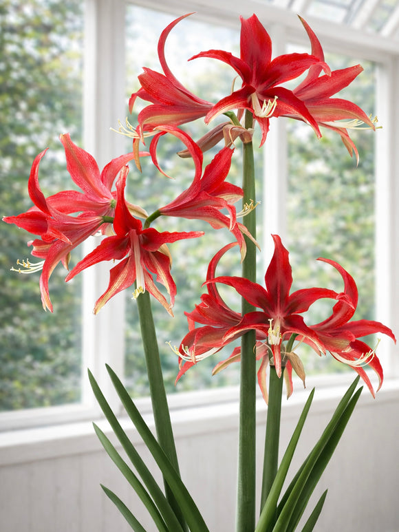 Amaryllis Quito showing narrow pointed petals, UK delivery