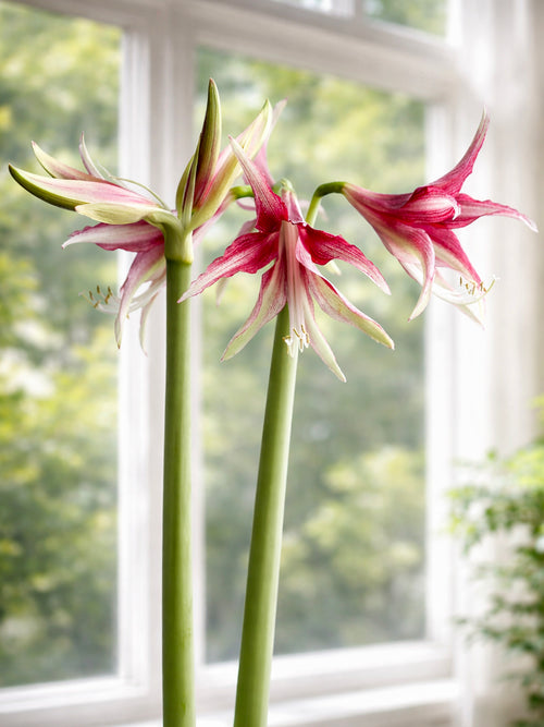 Jumbo Amaryllis Quito displayed on a bright windowsill