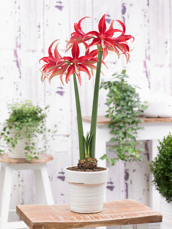 Jumbo Amaryllis Quito with star-shaped red blooms