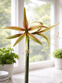 Jumbo Amaryllis Tarantula