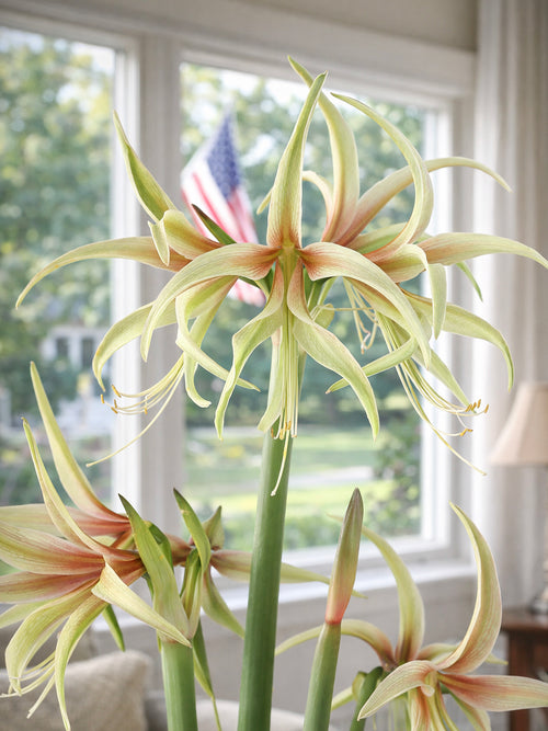 Close-up of Amaryllis Tarantula showing blush veining