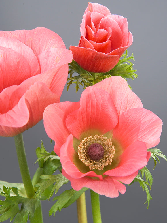 Anemone ‘Barbie’ in full bloom with bright pink petals and darker centre.