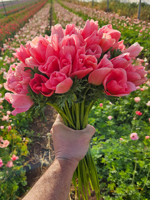 Close-up of pink Anemone ‘Barbie’ flowers
