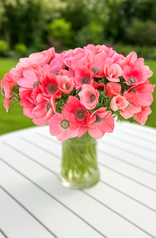 Anemone Pink Barbie Bulbs