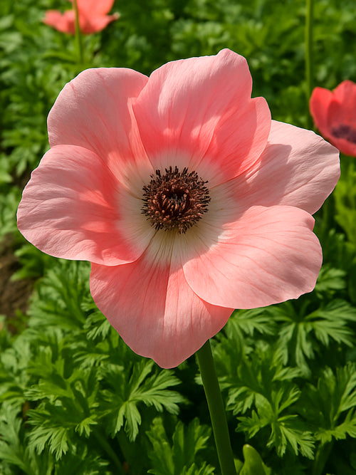Vibrant pink Anemone ‘Barbie’ blooming in sunlight.