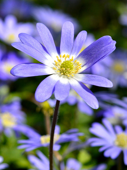 Blue anemone blanda bulbs - buy online