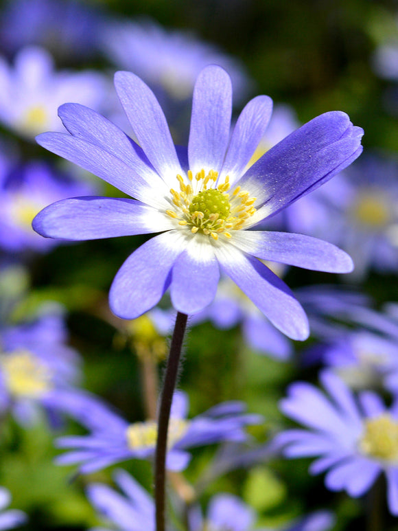 Blue anemone blanda bulbs - buy online