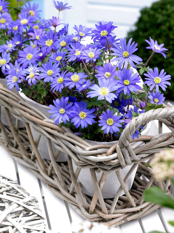 blue anemones blanda Windflowers