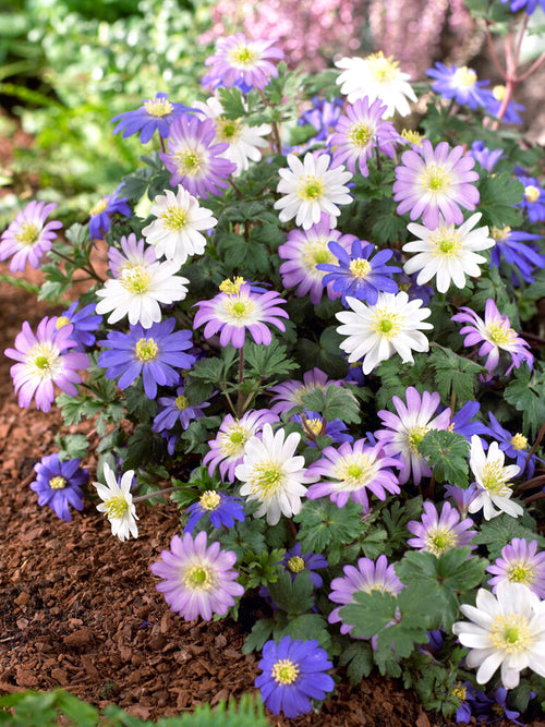 Anemone Blanda Bulbs