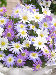 Anemone Blanda Mixed (Windflowers)
