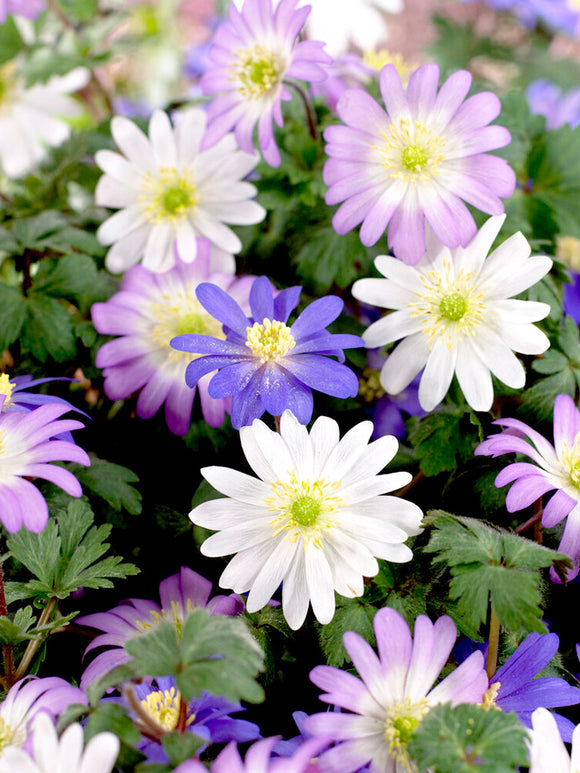 Anemone Blanda Mixed - Windflowers
