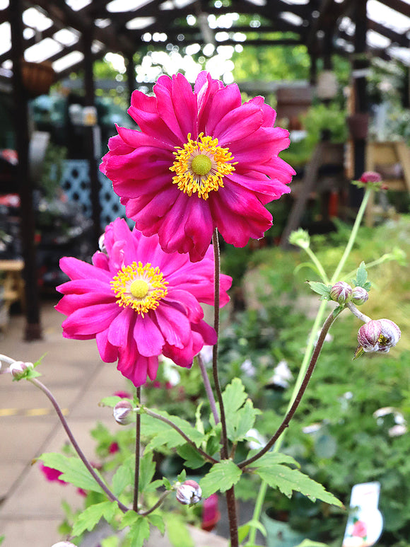 Japanese Anemone Bressingham Glow Bare Roots