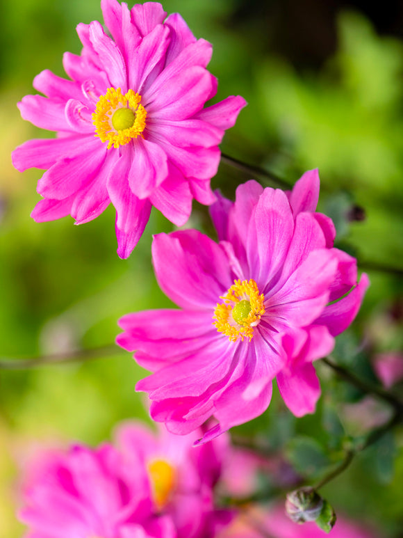 Anemone Bressingham Glow UK delivery