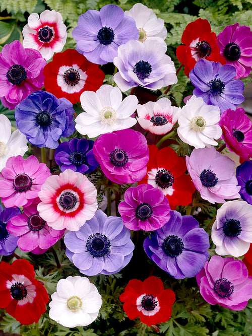 Anemone de Caen Mixed Windflowers - Red, White, Purple and Blue Wind Flowers