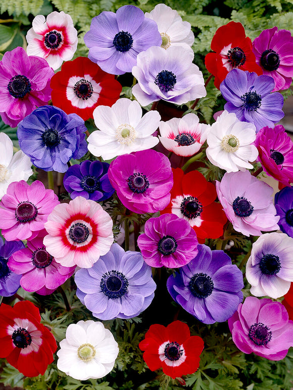 Anemone de Caen Mixed Windflowers - Red, White, Purple and Blue Wind Flowers