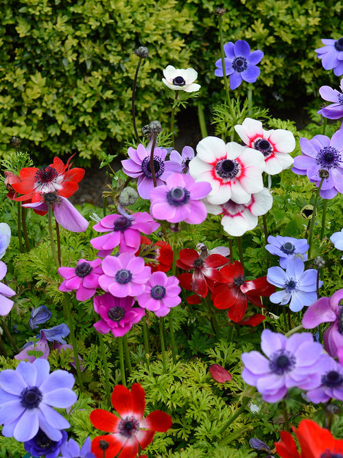 Anemone de Caen Mixed - Red, White, Purple and Blue Wind Flowers