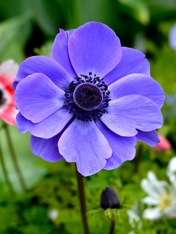 Blue Anemone de Caen Windflower - Blue Ground Cover