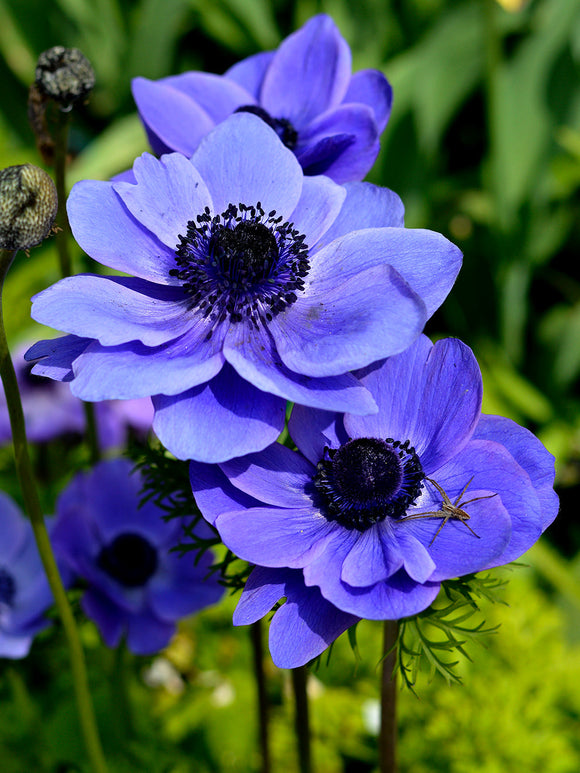 blue anemones de Caen Mr. Fokker - Wind Flowers