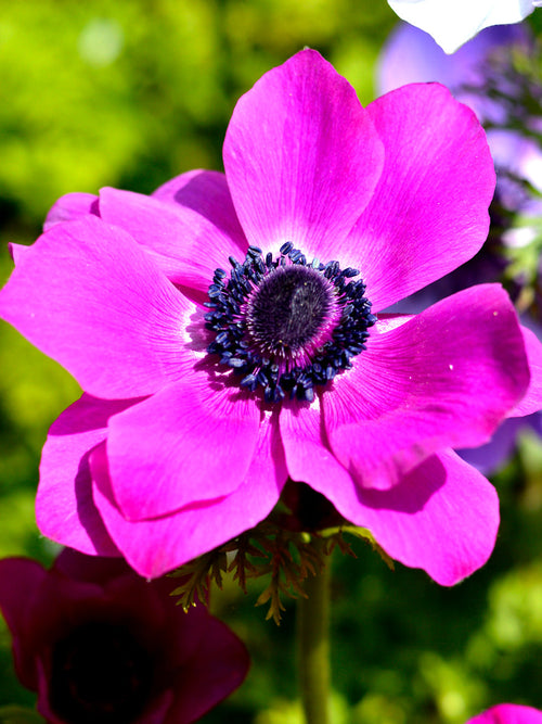 Pink Purple Anemone bulbs - Sylphide