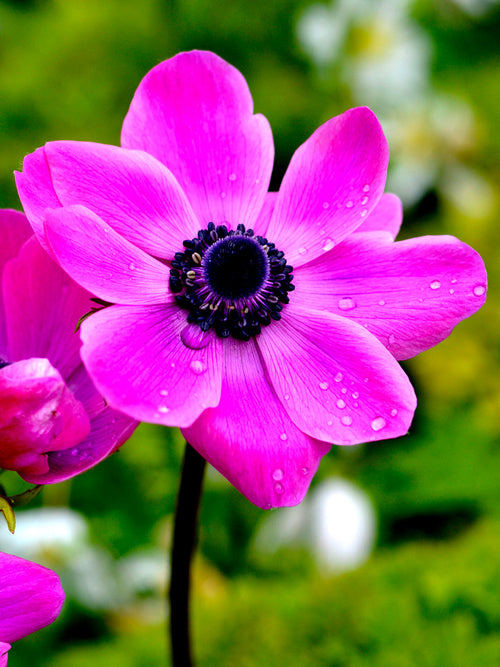 Anemone de Caen (Sylphide) - Purple-Pink Wind Flowers