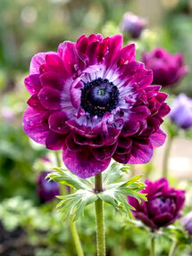 Anemone Fullstar Bordeaux