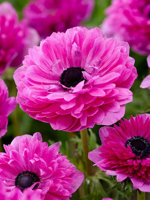 Anemone Bulbs Fullstar Pink