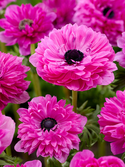 Anemone Corms Fullstar Pink