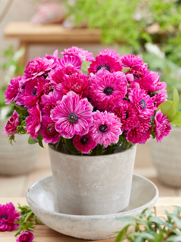 Buy Anemone Corms Fullstar Pink