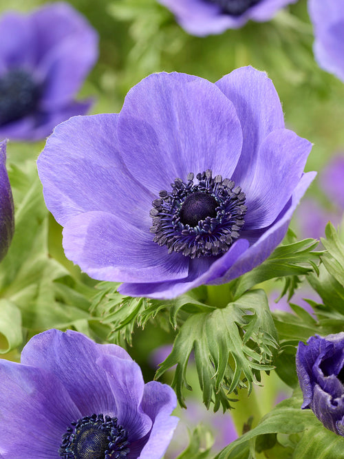 Anemone Bulbs Galilee Blue