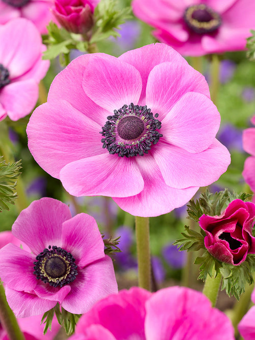Anemone Bulbs Galilee Pink