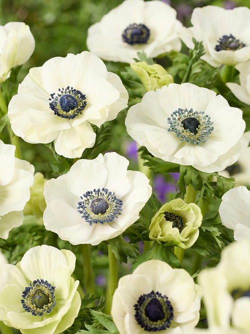 Anemone Bulbs Galilee White