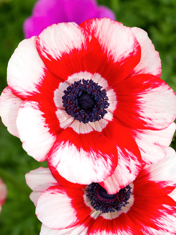 Anemone Rainbow Red/White bloom close-up